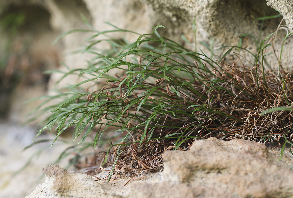 Image of Asplenium septentrionale specimen.