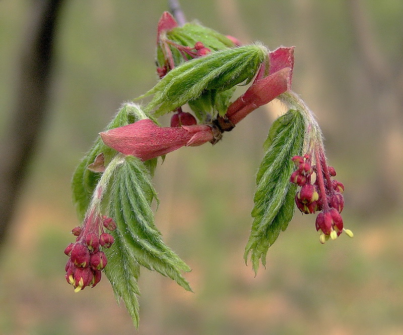 Изображение особи Acer pseudosieboldianum.