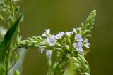 Veronica anagallis-aquatica. Соцветия. Ростовская обл., Красносулинский р-н, балка Ясеновская, ручей. 29.07.2023.