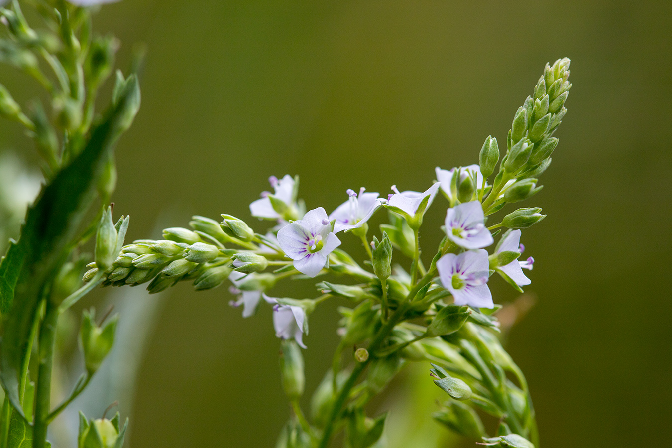 Image of Veronica anagallis-aquatica specimen.