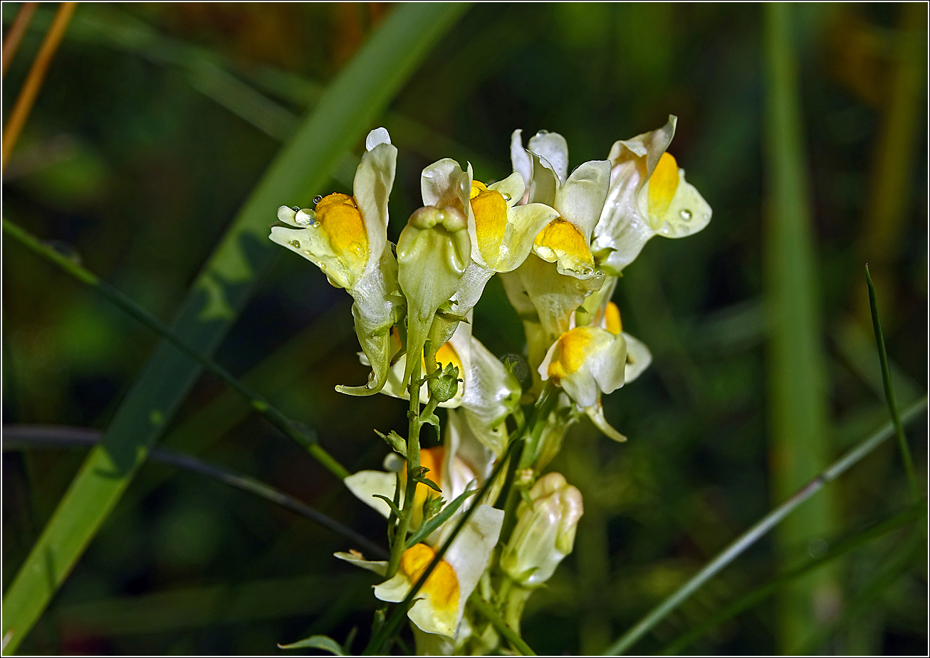 Image of Linaria vulgaris specimen.