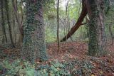 Taxodium distichum