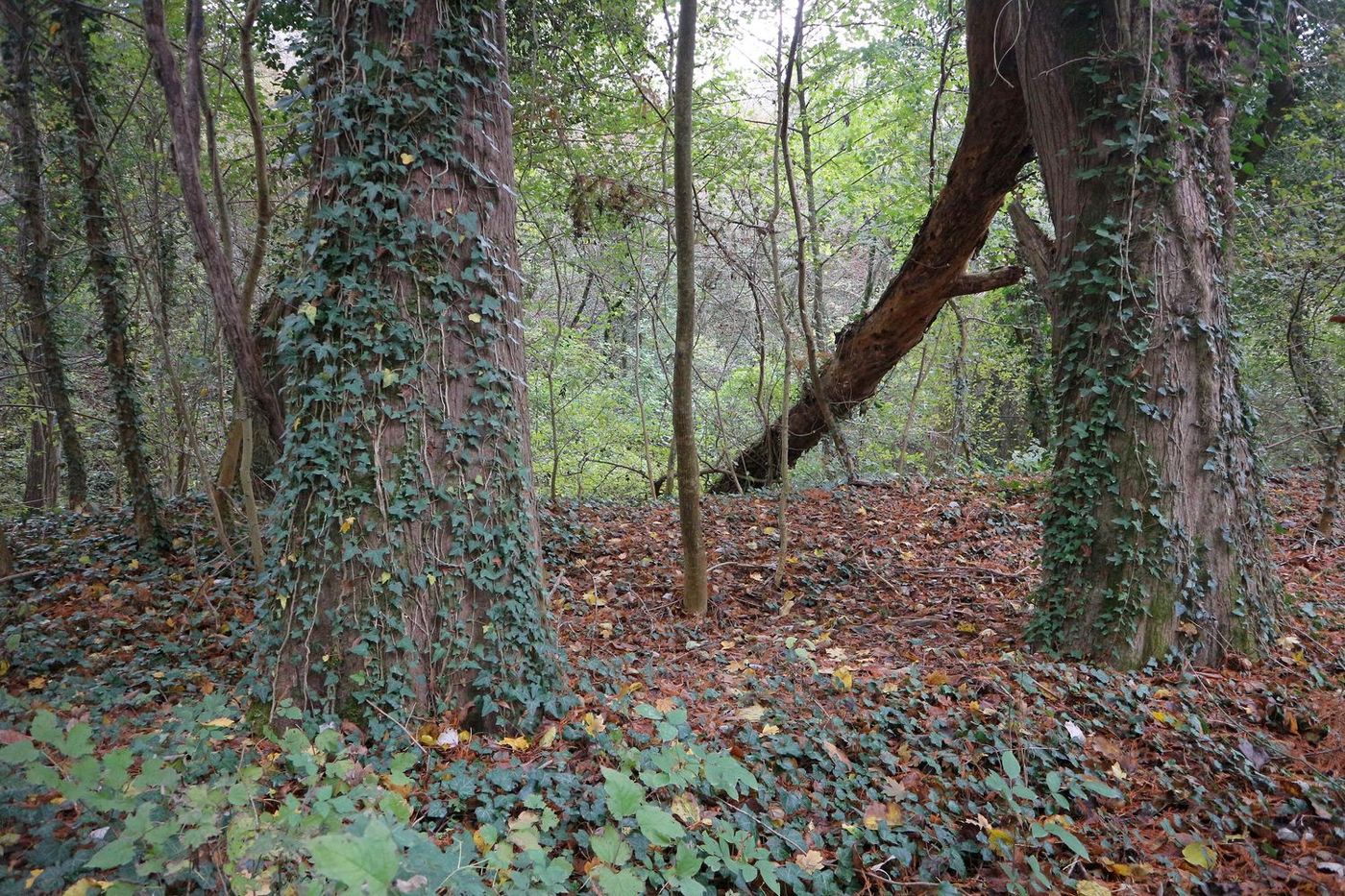 Image of Taxodium distichum specimen.