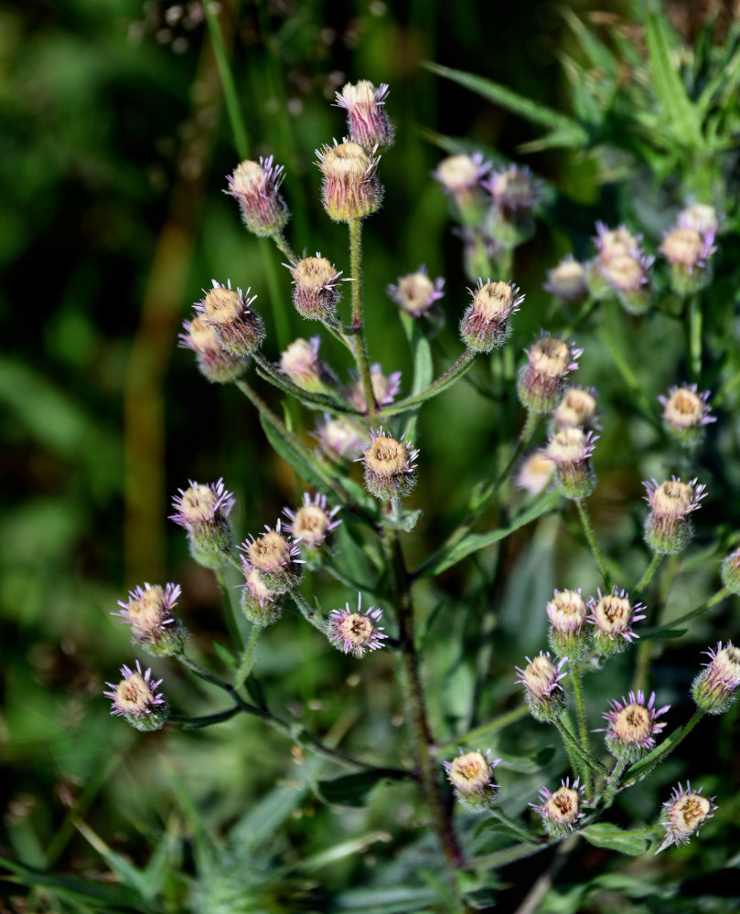 Image of Erigeron orientalis specimen.
