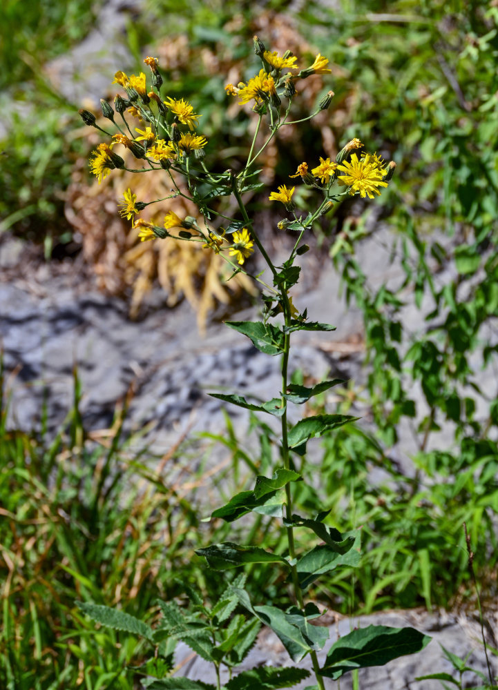 Image of Hieracium virosum specimen.