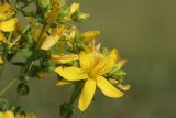 Hypericum perforatum