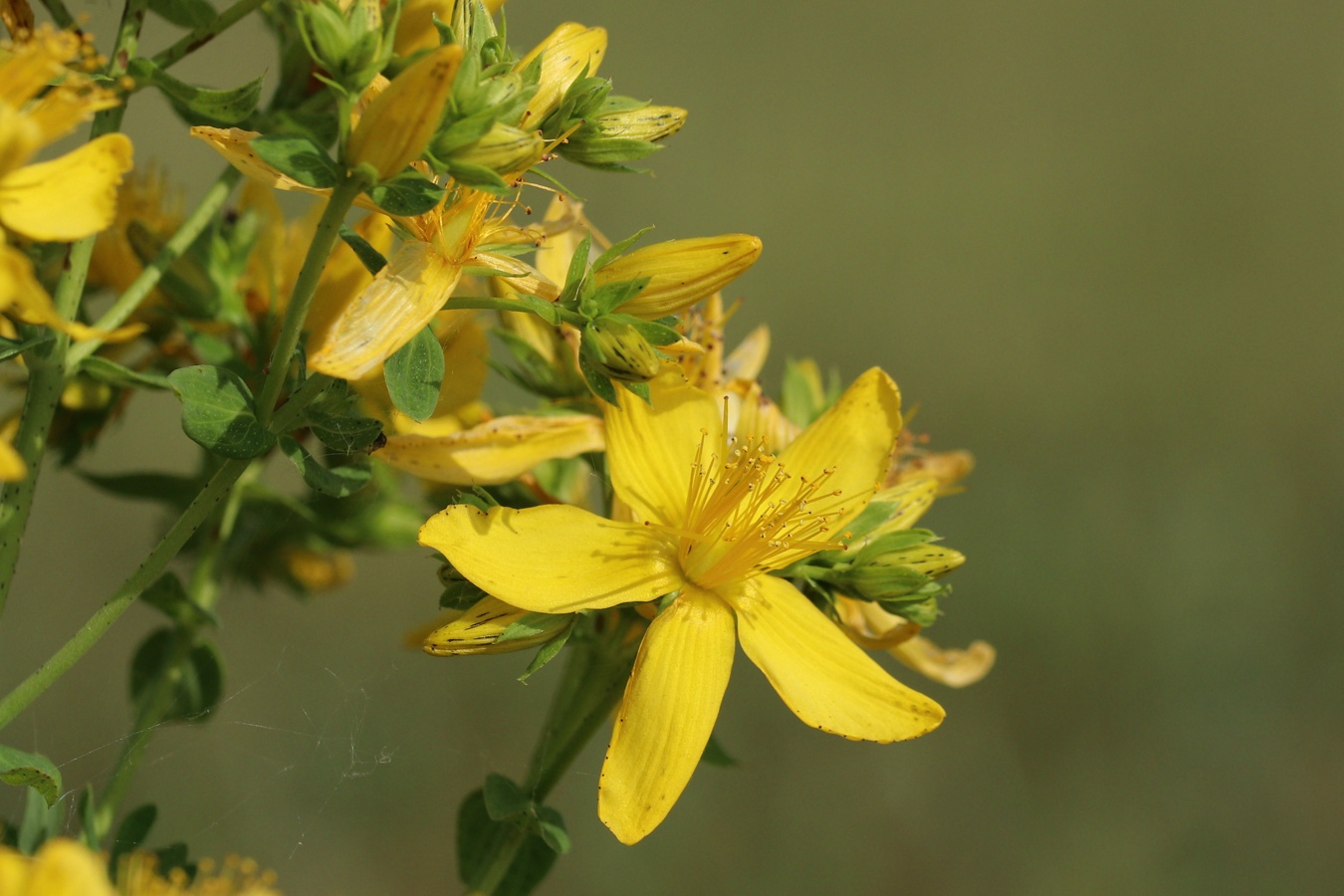 Изображение особи Hypericum perforatum.