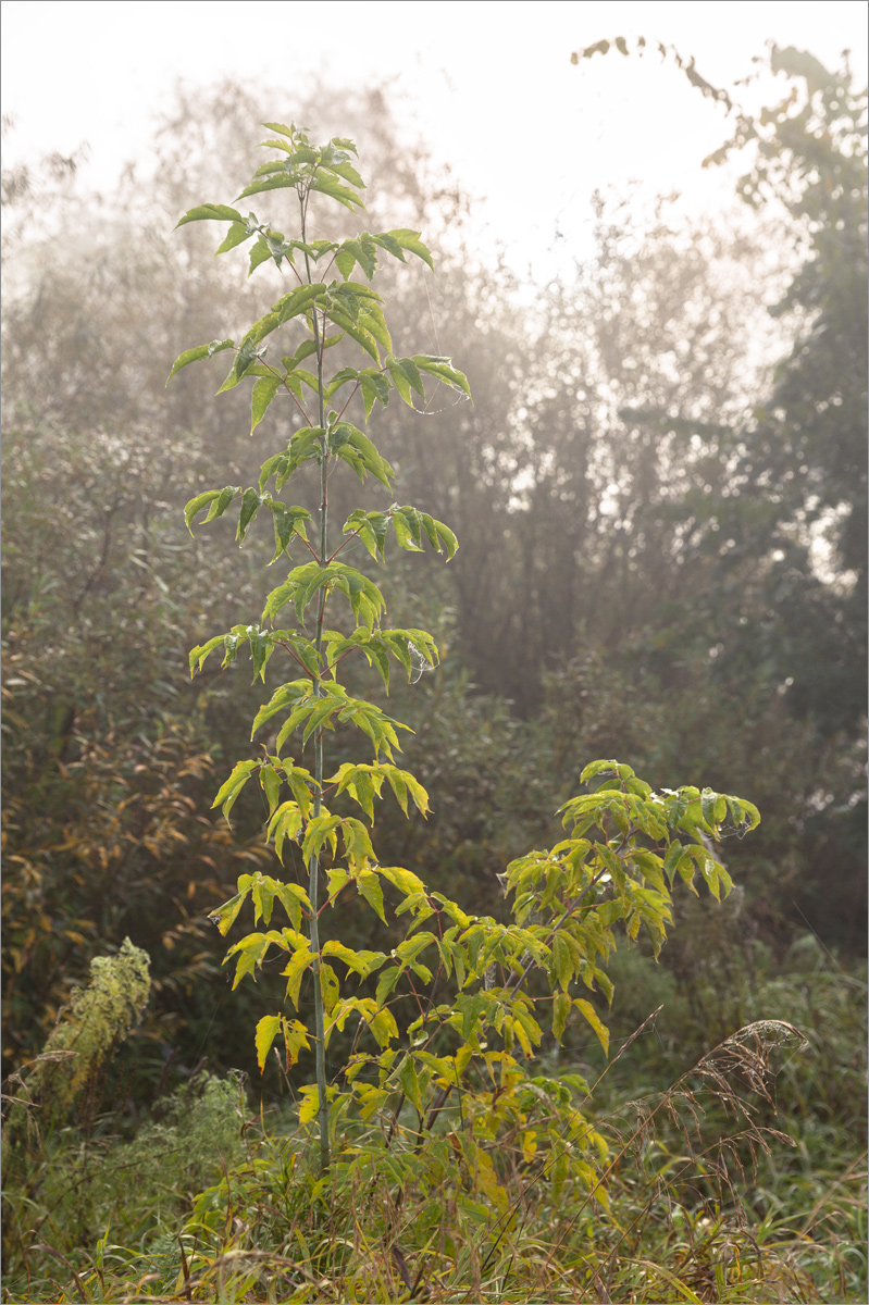 Image of Acer negundo specimen.