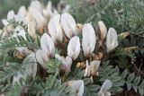 Astragalus sareptanus. Цветки и листья. Казахстан, Восточно-Казахстанская обл., Глубоковский р-н, окр. с. Кожохово, каменистая степь. 05.05.2023.