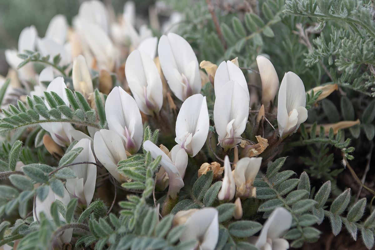 Image of Astragalus sareptanus specimen.