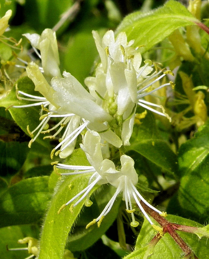 Изображение особи Lonicera chrysantha.