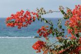 род Bougainvillea