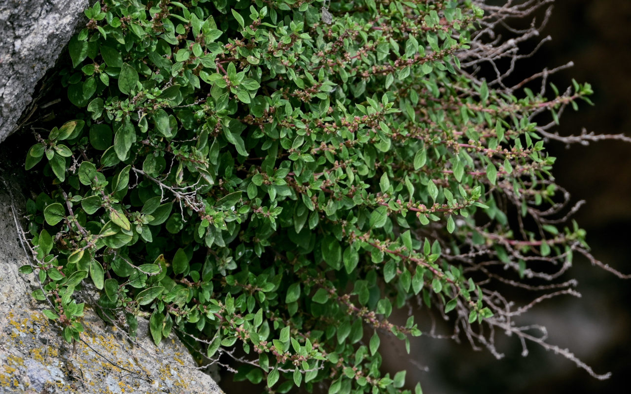 Image of Parietaria judaica specimen.