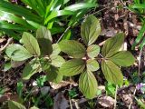 Paeonia caucasica