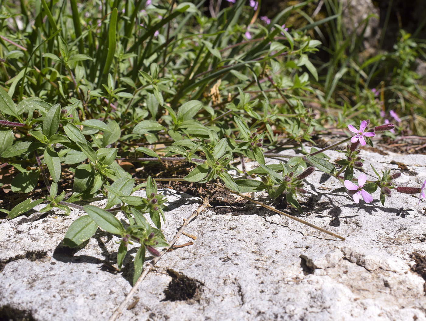 Изображение особи Saponaria ocymoides.