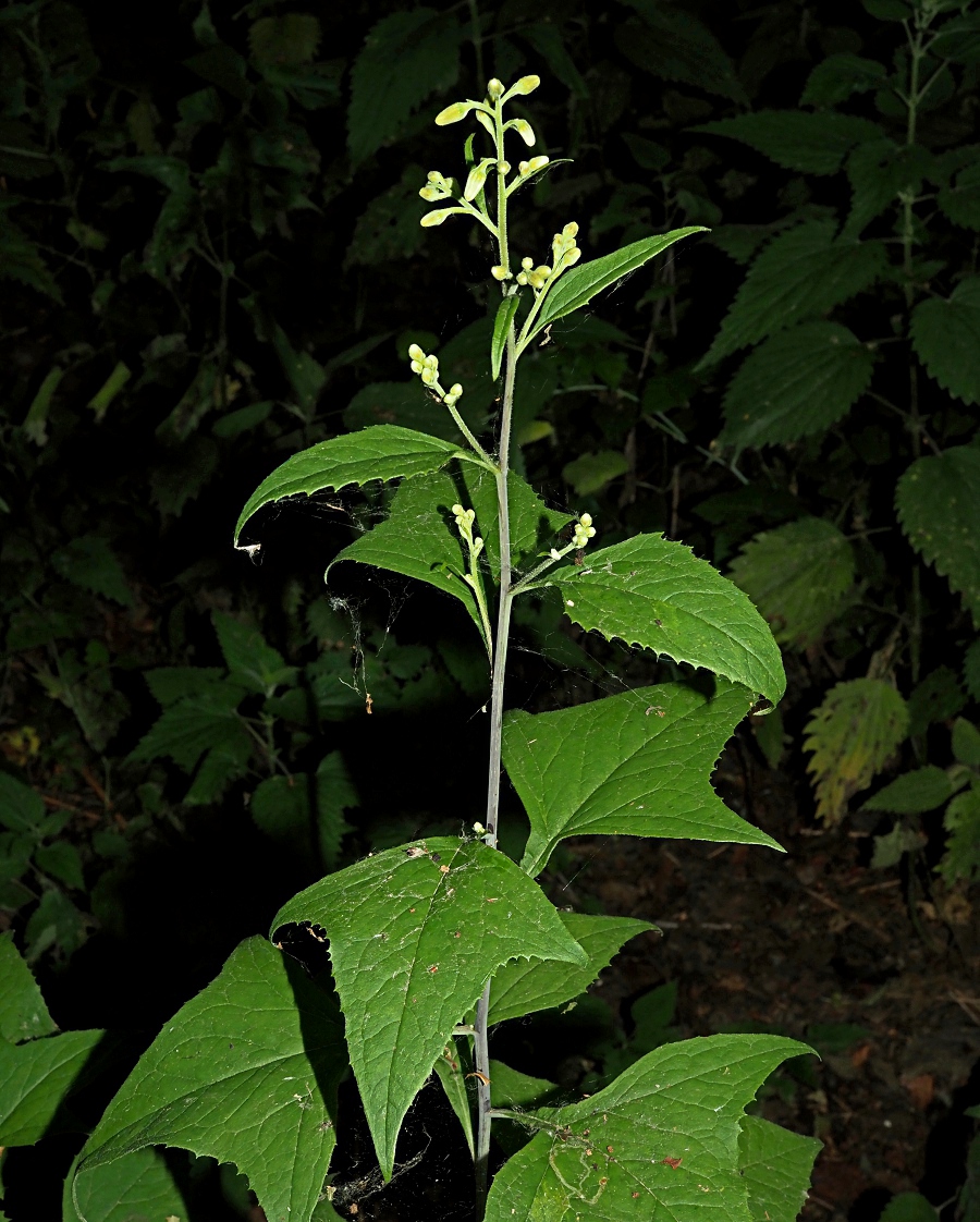 Image of Parasenecio hastatus specimen.