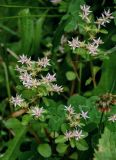 Sedum stoloniferum. Верхушки побегов с соцветиями с цветками и плодами (рядом видны отцветшие Trifolium). Грузия, Имеретия, окр. водопада Ламина, опушка широколиственного леса. 15.06.2023.