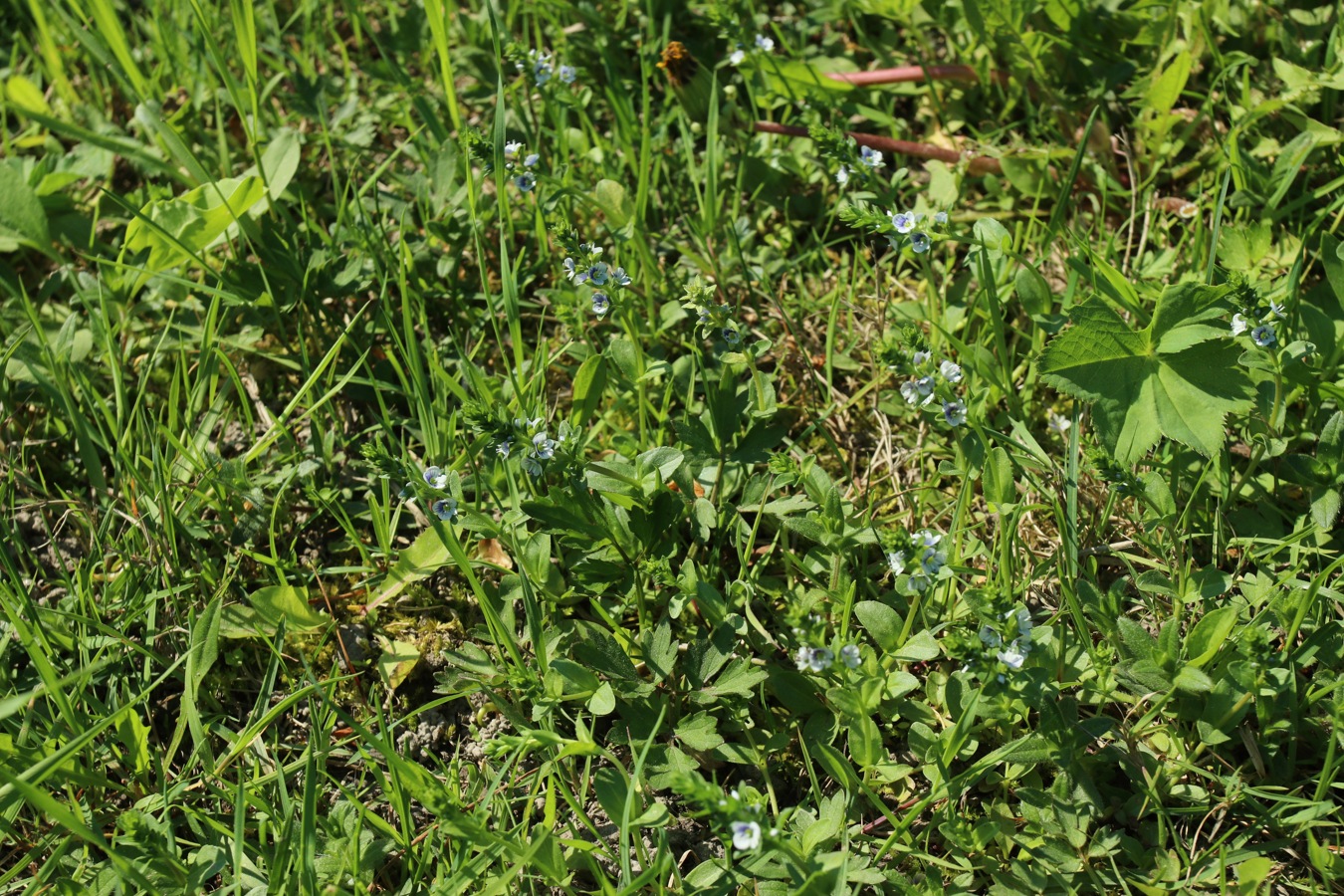 Image of Veronica serpyllifolia specimen.
