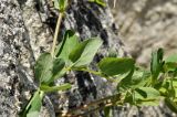 Lathyrus japonicus. Часть побега с листом. Приморский край, Хасанский р-н, окр. с. Витязь, бухта Астафьева, прибрежные скалы. 10.05.2022.