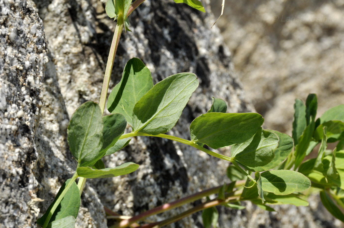 Изображение особи Lathyrus japonicus.