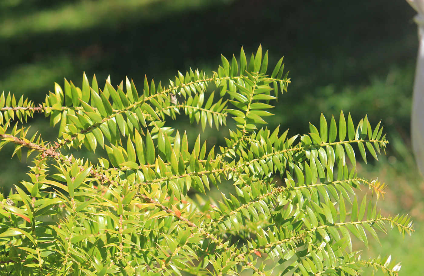 Изображение особи Araucaria bidwillii.