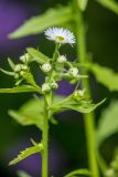 Erigeron annuus