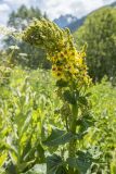 Verbascum pyramidatum