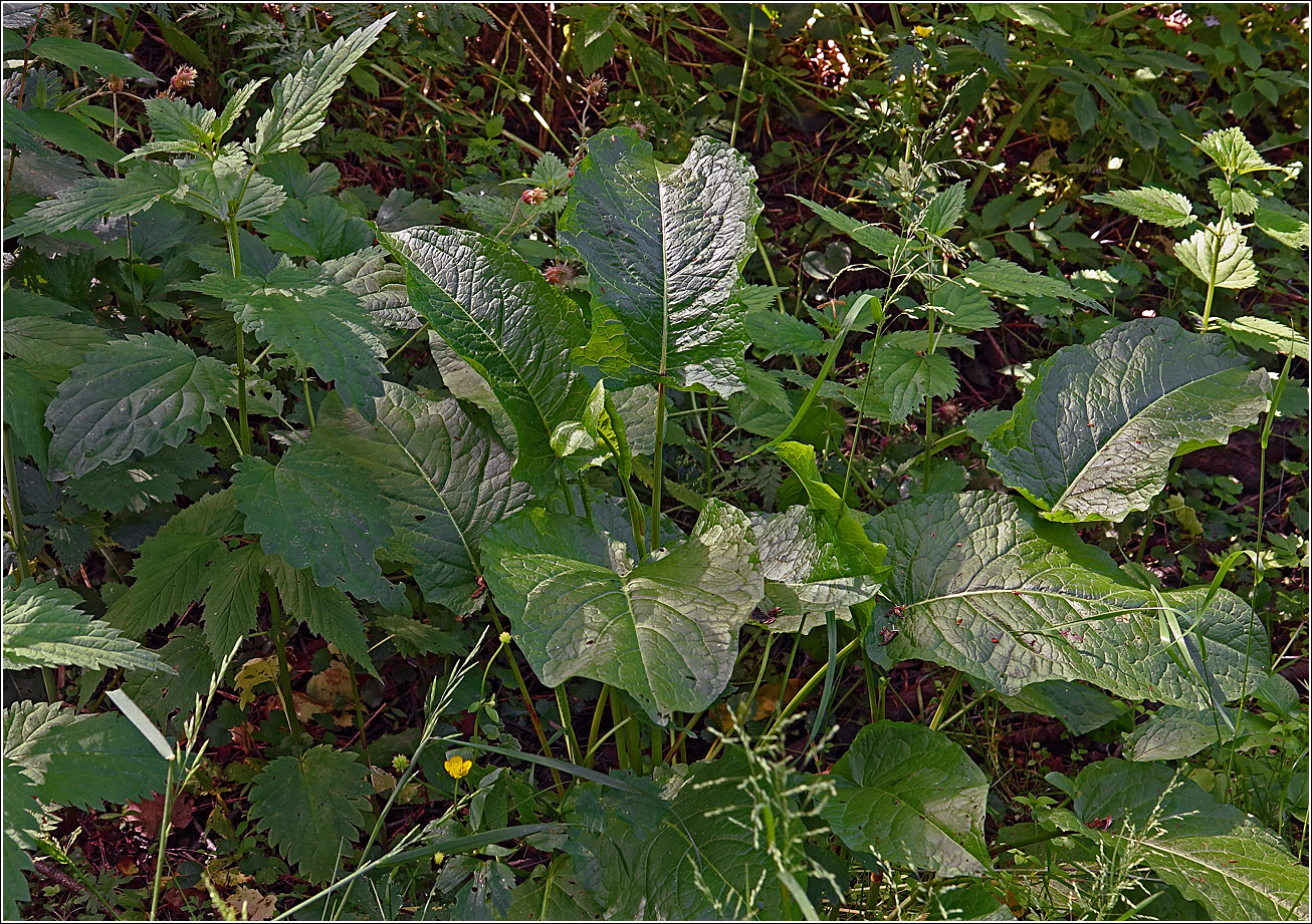 Image of Rumex obtusifolius specimen.