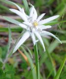 Leontopodium stellatum