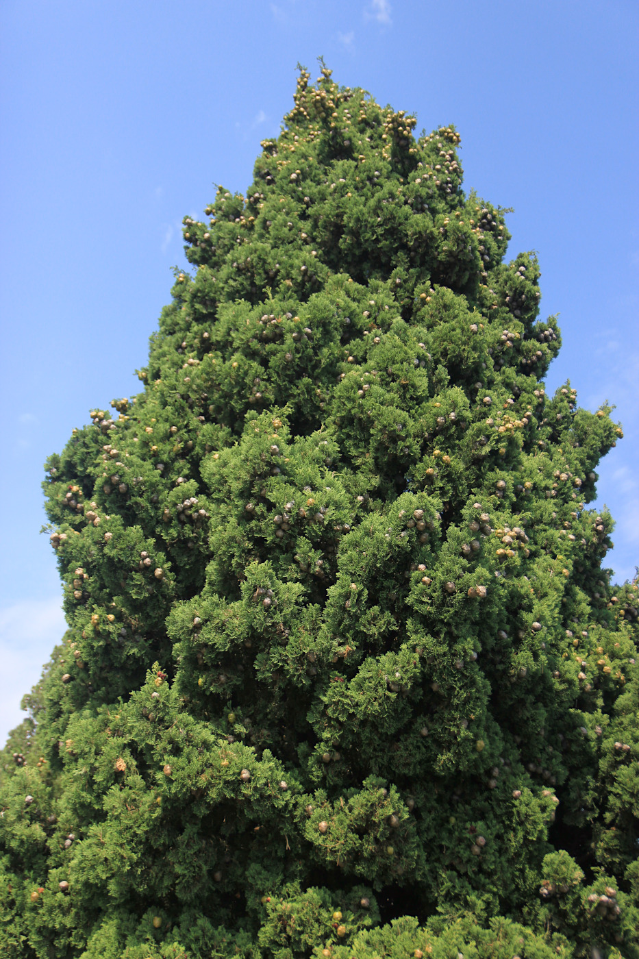 Image of Cupressus sempervirens specimen.