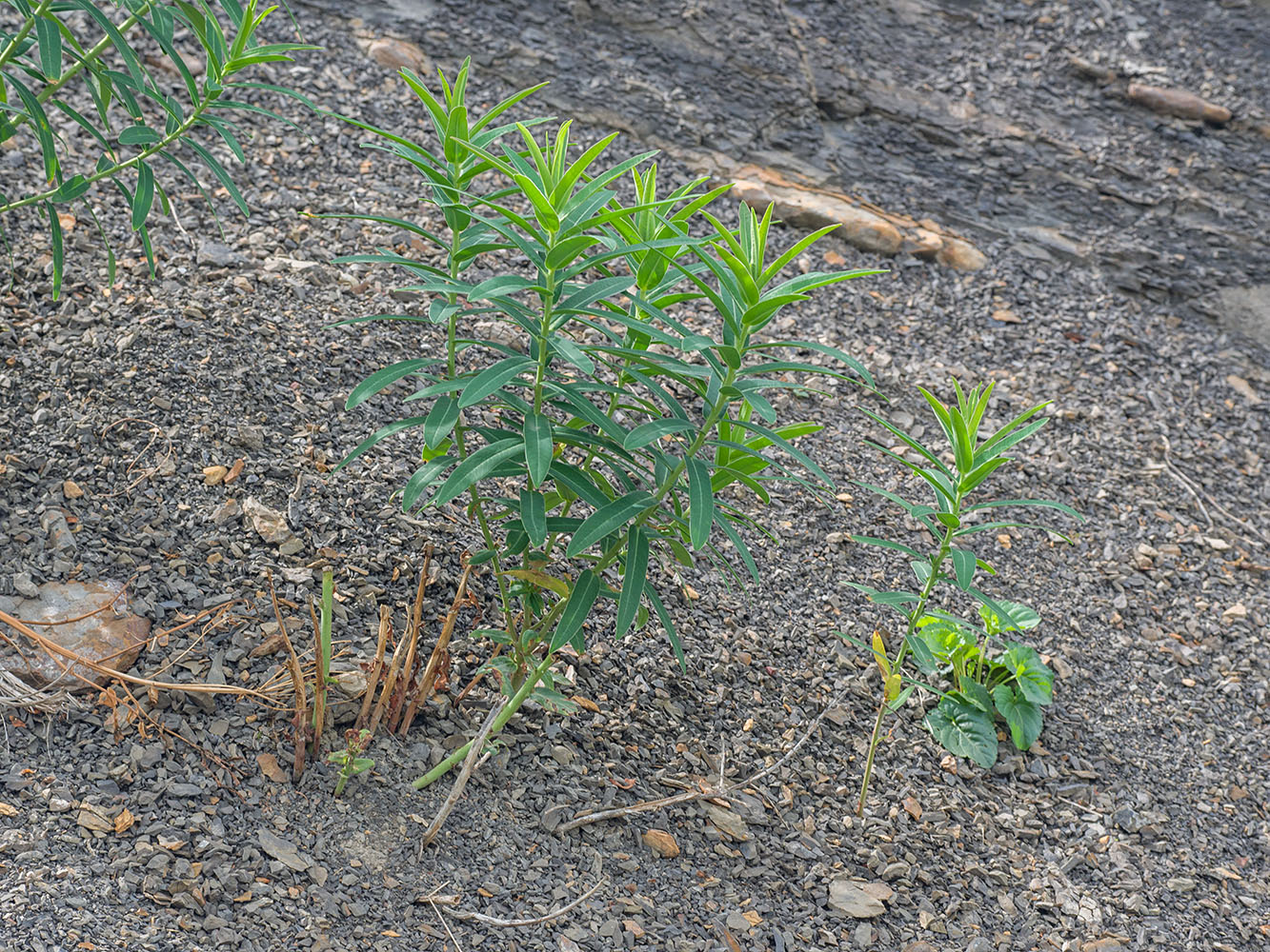 Image of Euphorbia iberica specimen.