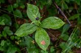 Paris quadrifolia. Верхушка отцветшего растения. Вологодская обл., Сокольский р-н, Оларевская гряда, смешанный лес. 13.07.2024.