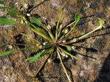 Limosella aquatica