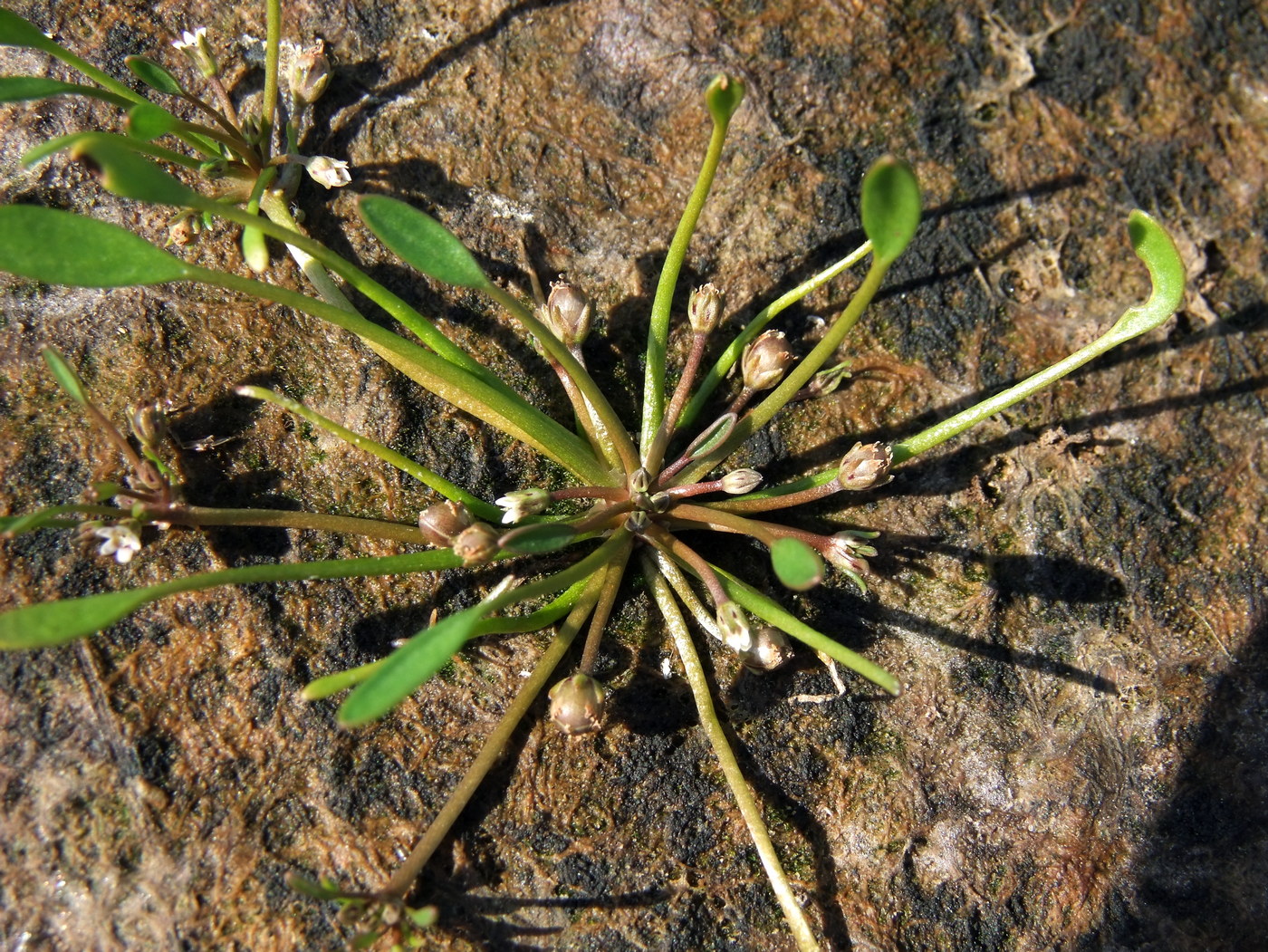 Image of Limosella aquatica specimen.