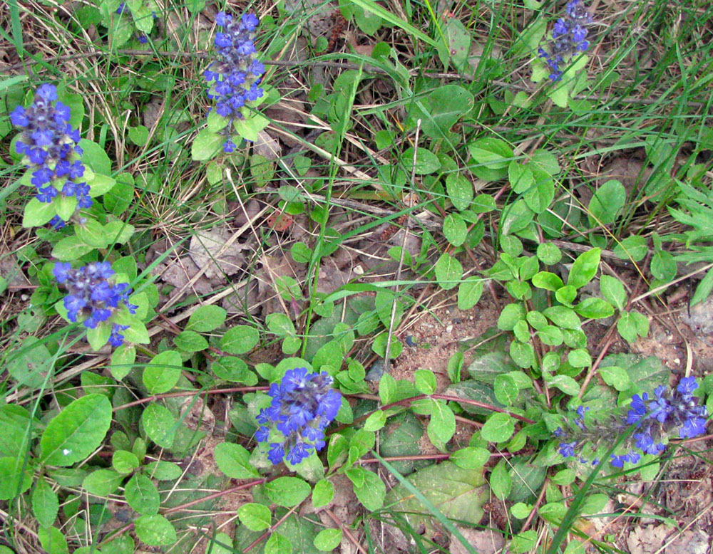 Image of Ajuga reptans specimen.