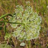 Kadenia dubia