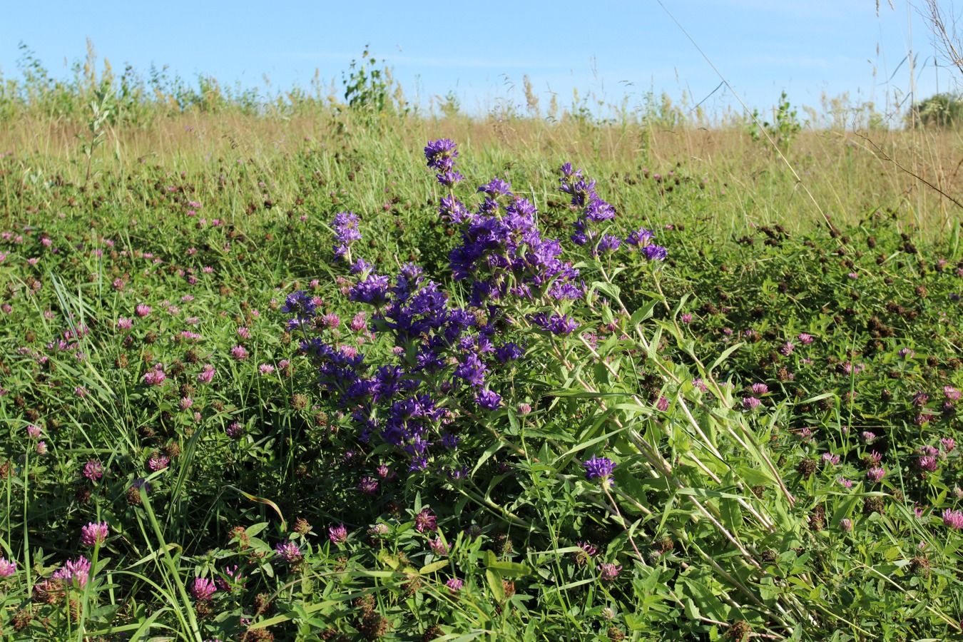 Изображение особи Campanula glomerata.