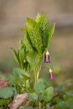Scopolia caucasica