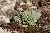 Sedum hispanicum