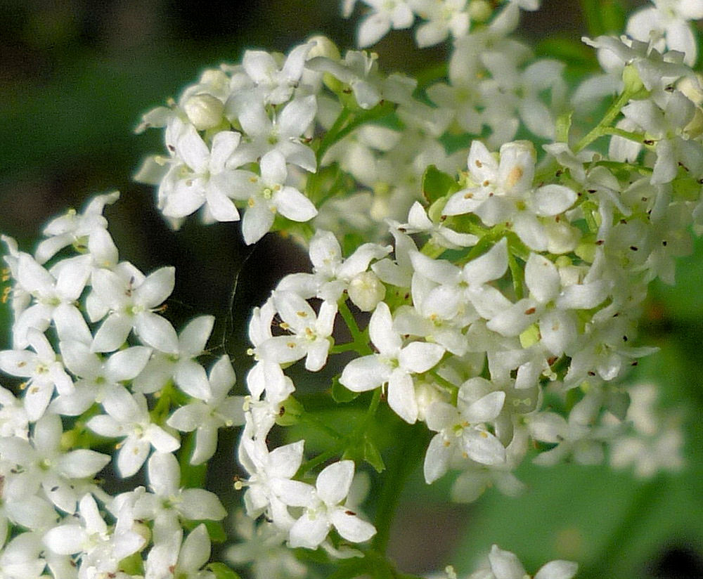 Изображение особи Galium physocarpum.