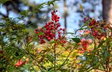 Nandina domestica. Верхушка ветви с соплодием. Краснодарский край, Сочи, Хостинский р-н, парк \"Дендрарий\", в культуре. 13.03.2025.