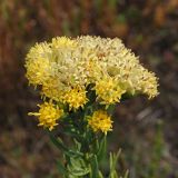 Galatella biflora. Общее соцветие отцветающего и плодоносящего растения. Ульяновская обл., Мелекесский р-н, верховье сезонной р. Сух. Авраль, остепнённый луг с участками засоления. 16.09.2023.