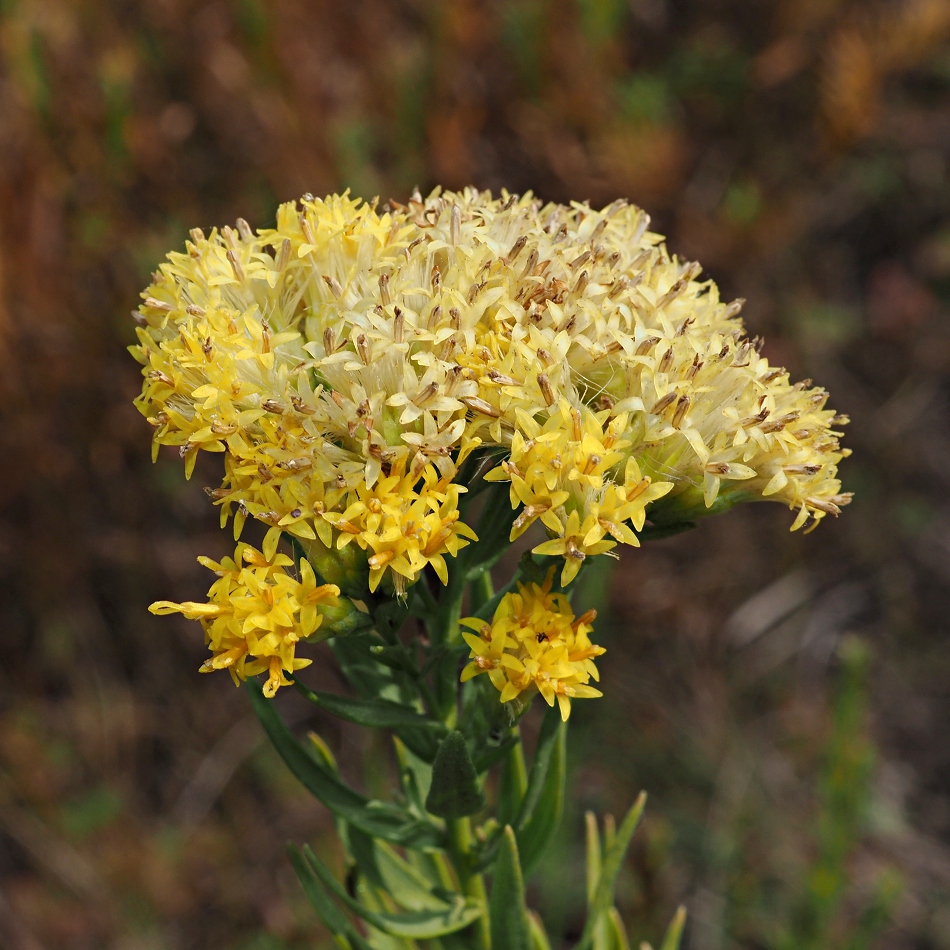 Изображение особи Galatella biflora.