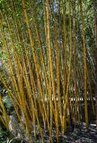 Phyllostachys aurea