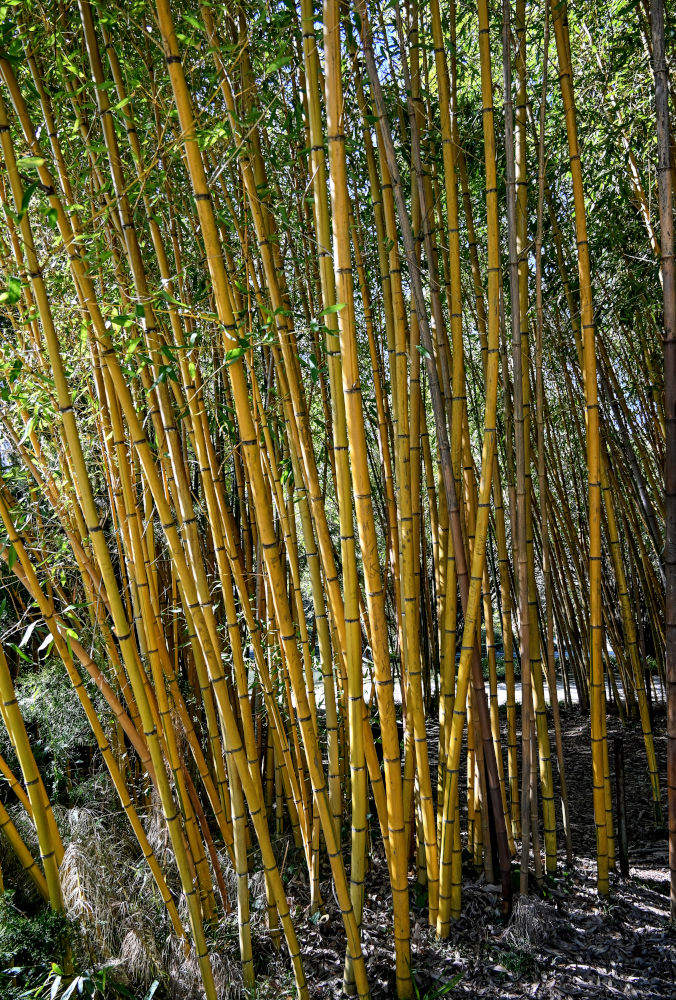 Изображение особи Phyllostachys aurea.