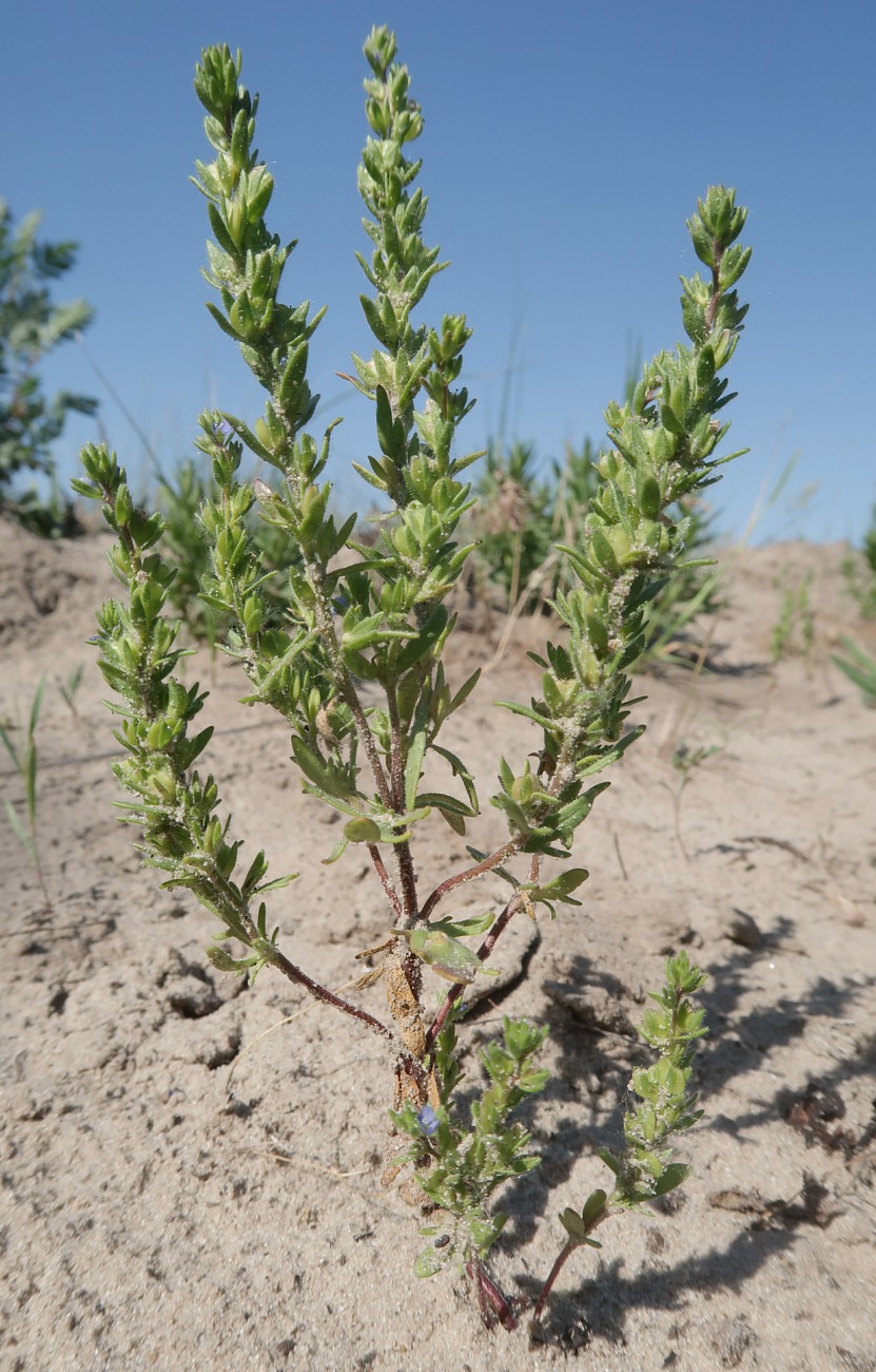 Image of Veronica dillenii specimen.