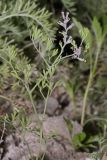 Fumaria officinalis
