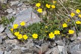 Potentilla gelida