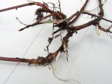 Image of taxon representative. Author is Виктор Кишиневский