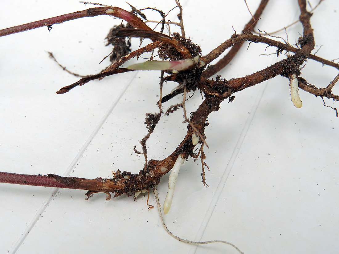 Image of Trifolium medium specimen.